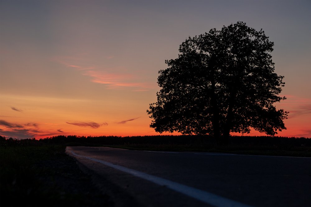 Дубовый закат