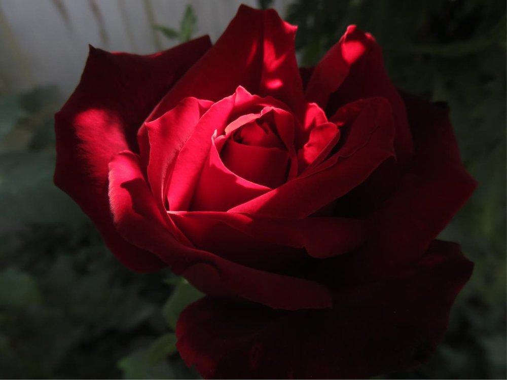 Photograph by Elena Popova