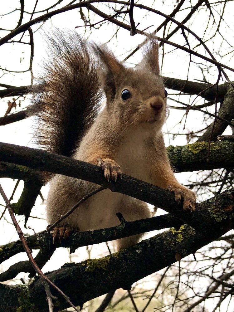 Маленький житель большого города