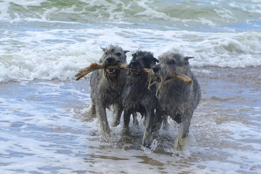 семейный подряд