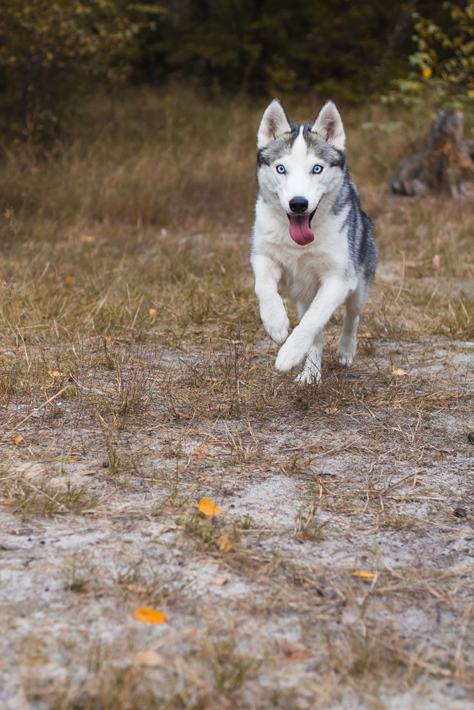 В погоне за счатьем!