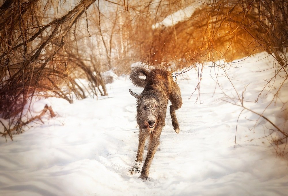 Photograph by Алена Окунева