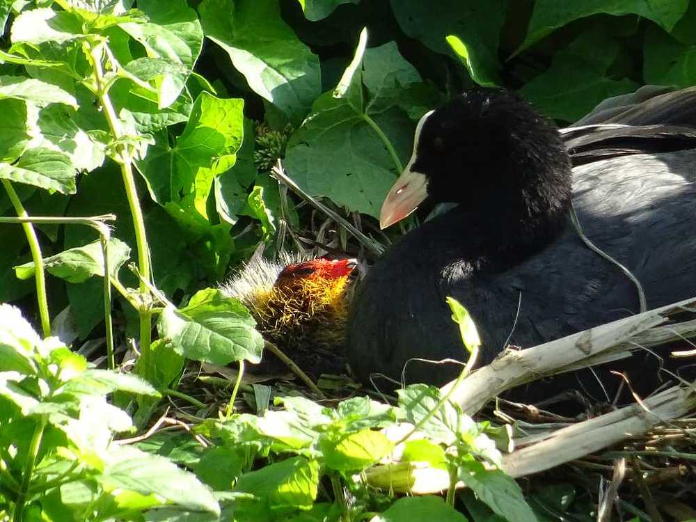 Baby coot and his mother