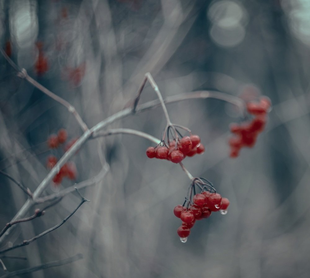 Калина красная