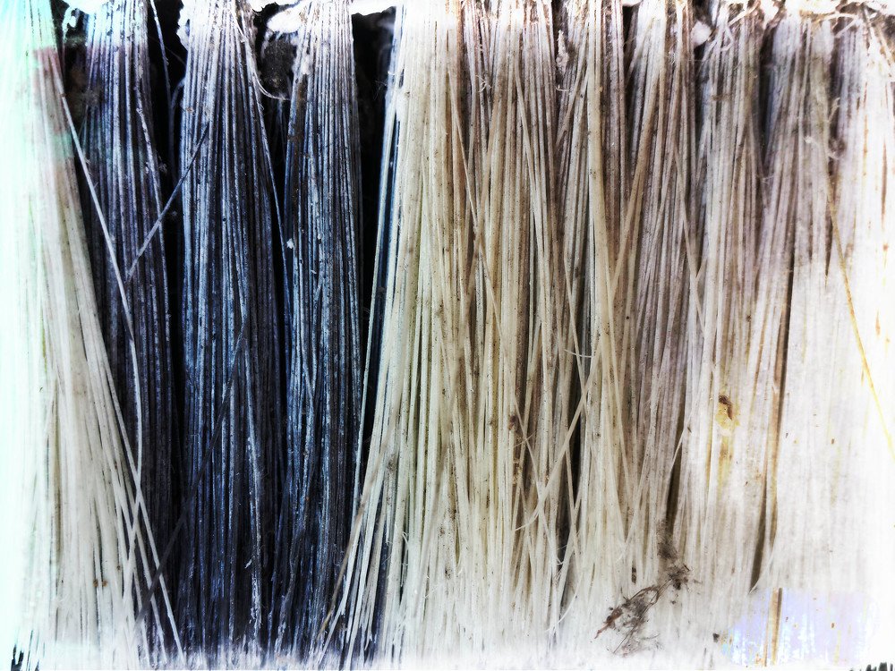 Photograph by Irina Magdalena Bivolaru