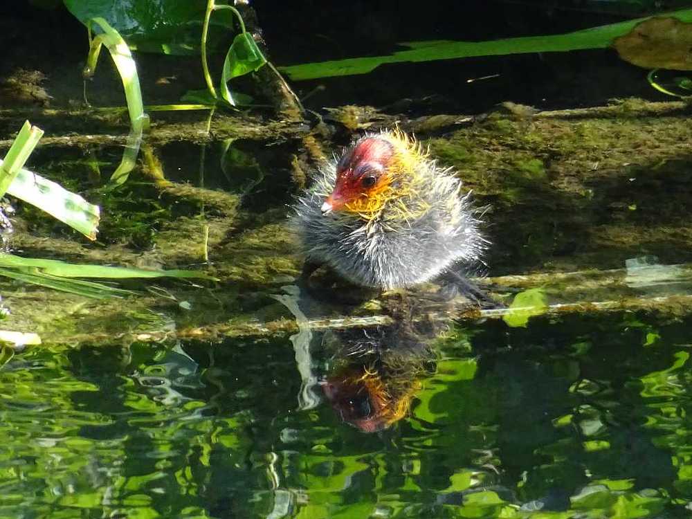 Portrait of baby coot discovering the water