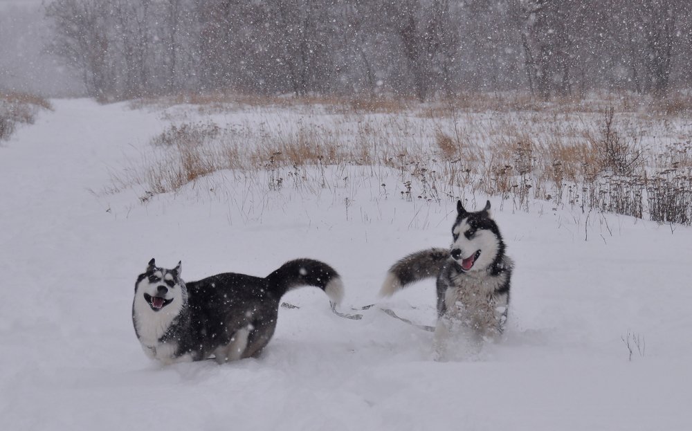 Зимние забавы