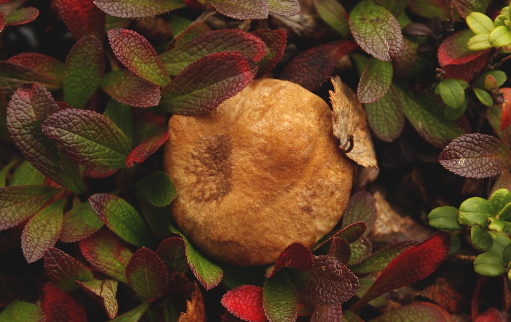 Лесной обитатель