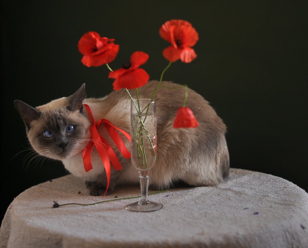 Алый - цвет мака