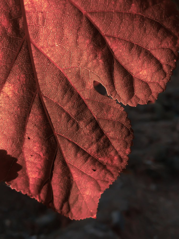 Photograph by Hosein Mayeli