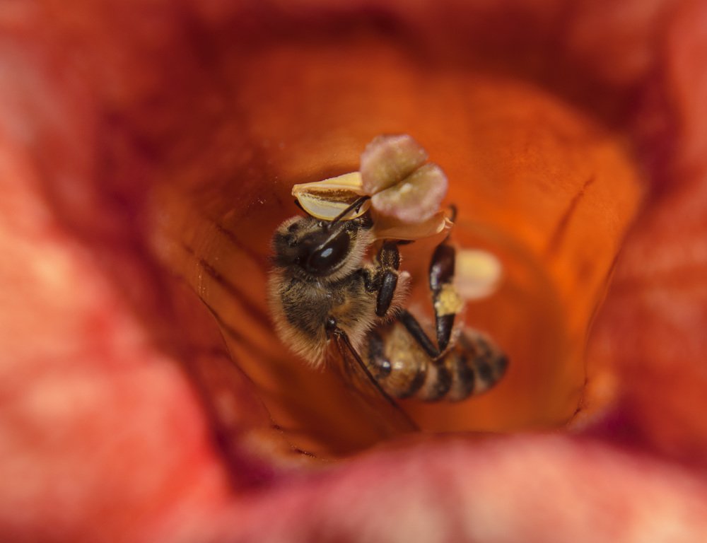 Во чреве красного грота