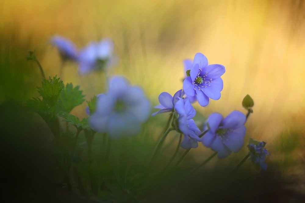 Photograph by Артём Самохвалов