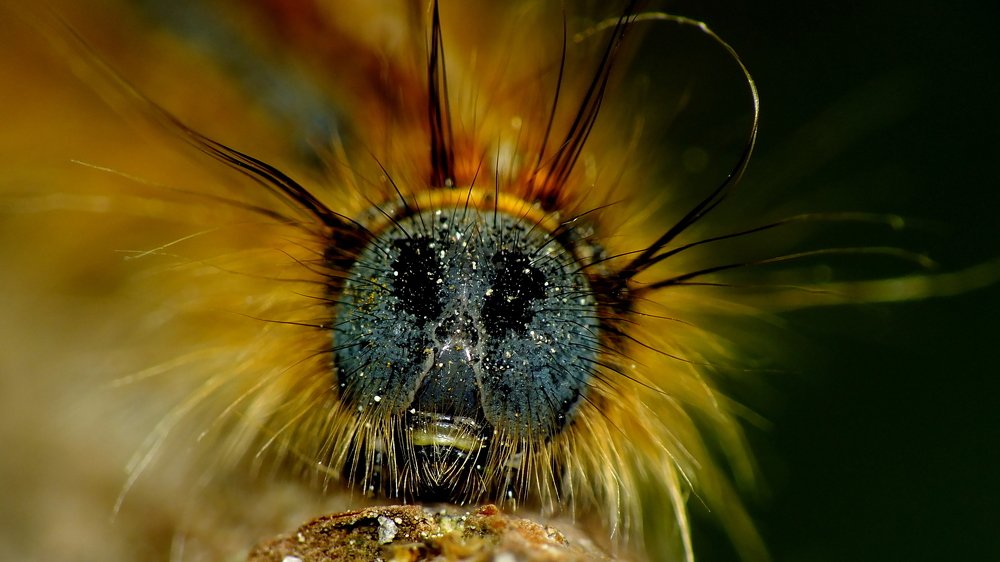 Photograph by PAT SOMERS