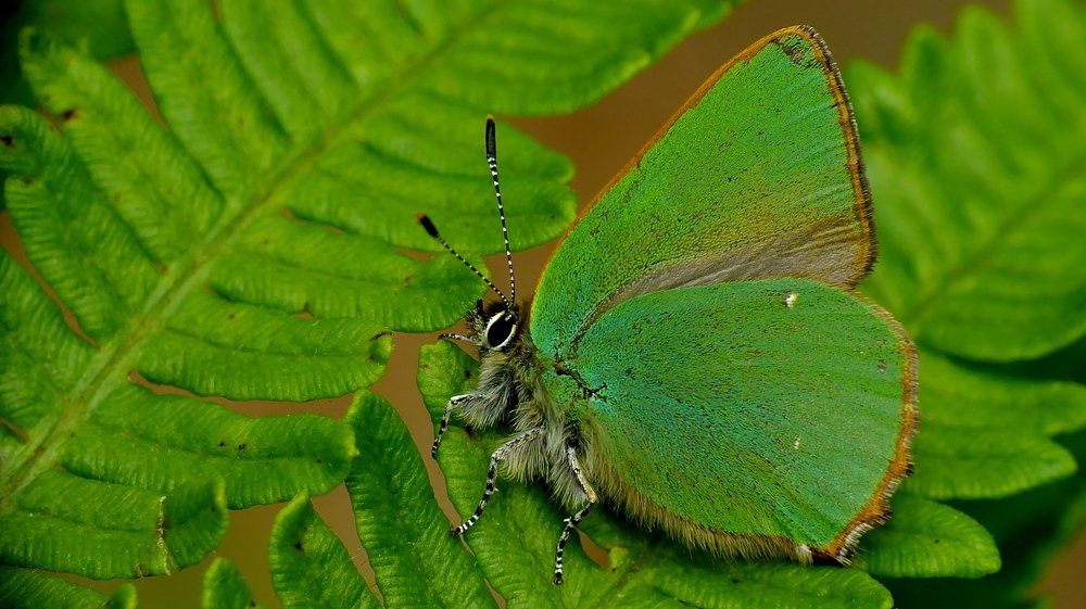 Photograph by PAT SOMERS