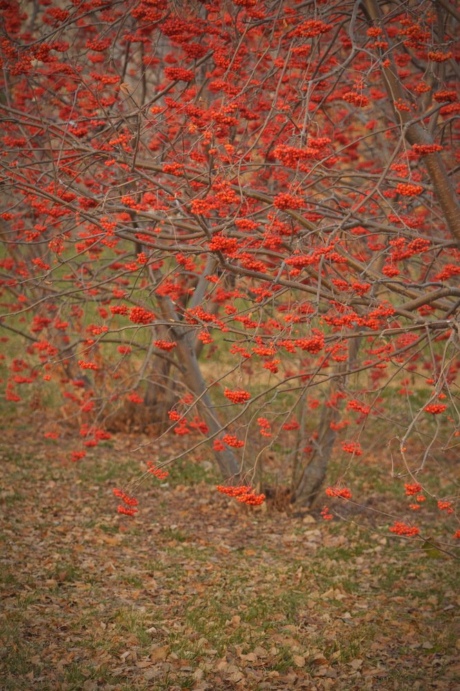 Photograph by Мария Вербицкая
