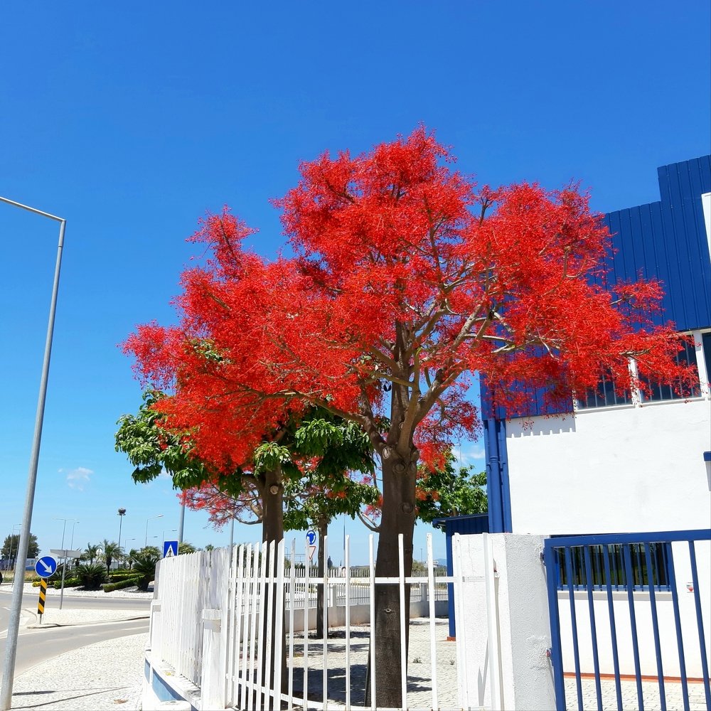 Дерево в цвету.