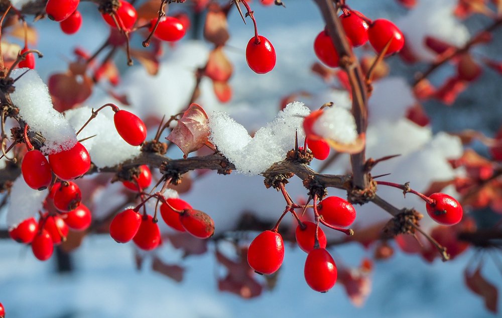 Фотография автора Olena Vorotyntseva