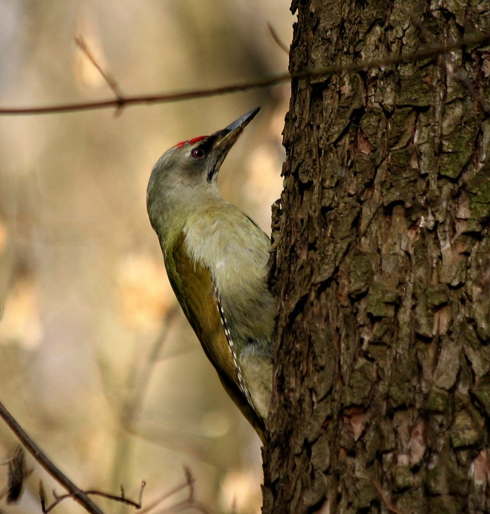 Седой дятел.