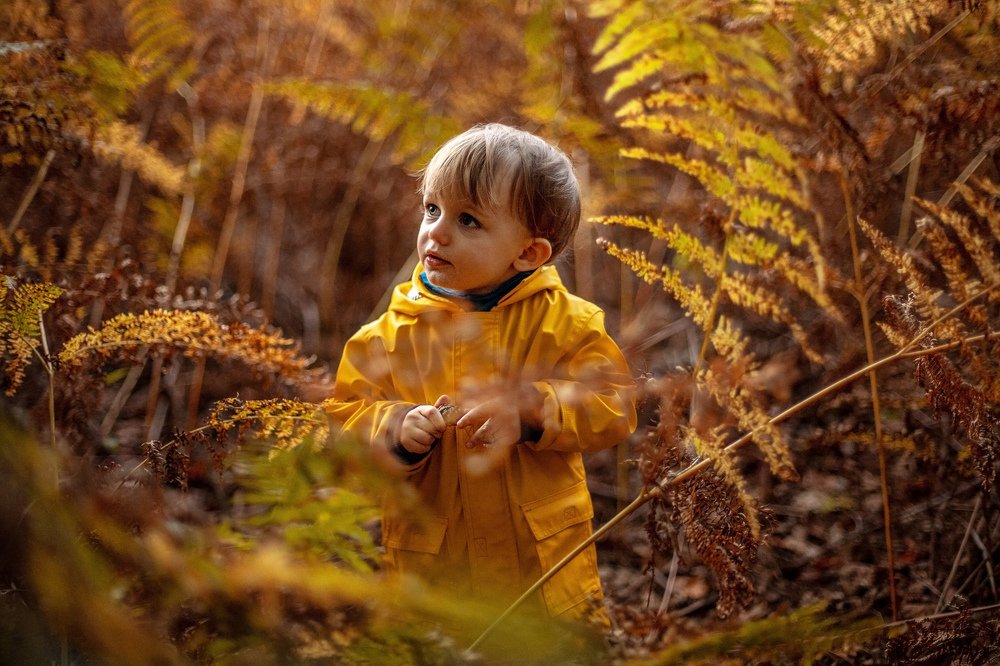 В папоротниковом лесу