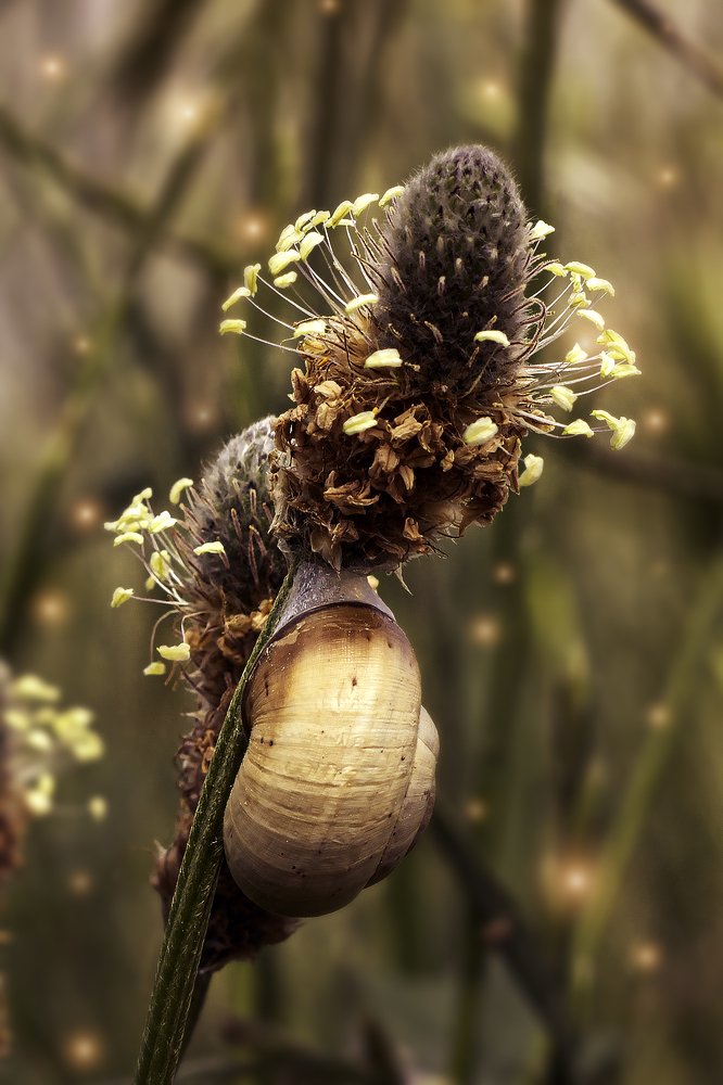 Photograph by Natali İnönü