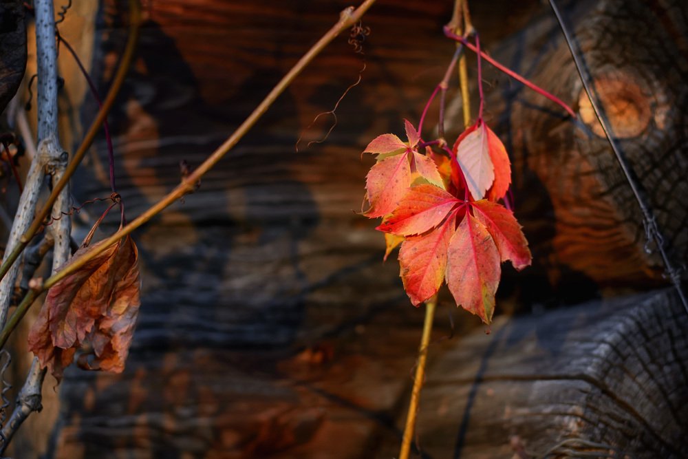 Последний лист.