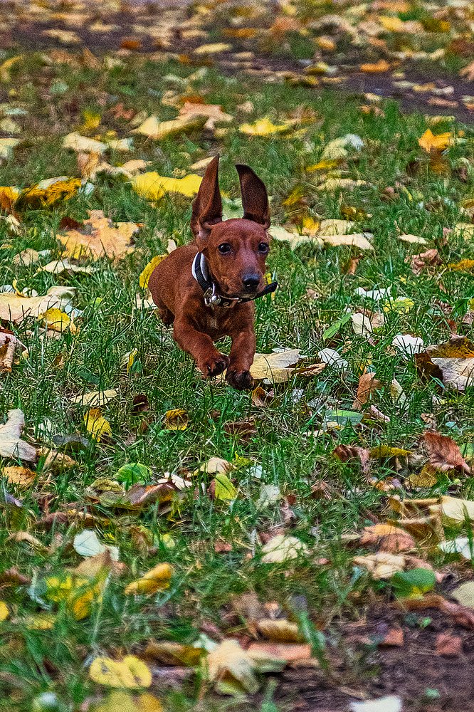 Фотография автора Владимир Эделев