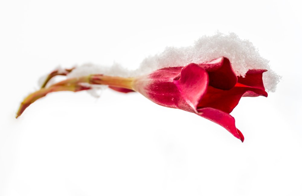 Фотография автора Cornelia Ghergut