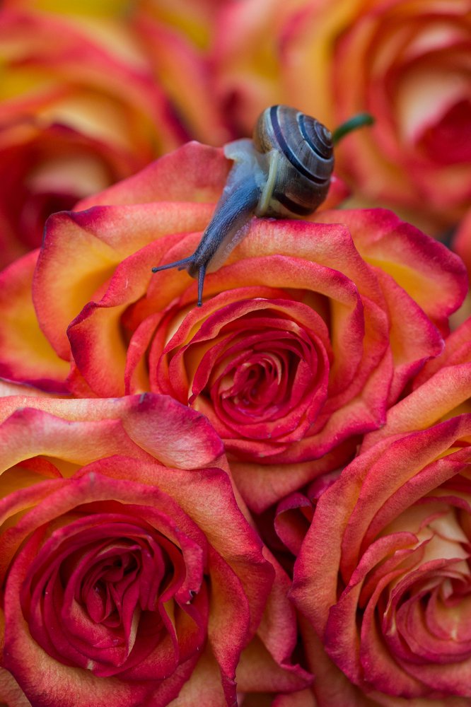 Photograph by Елена Иванова