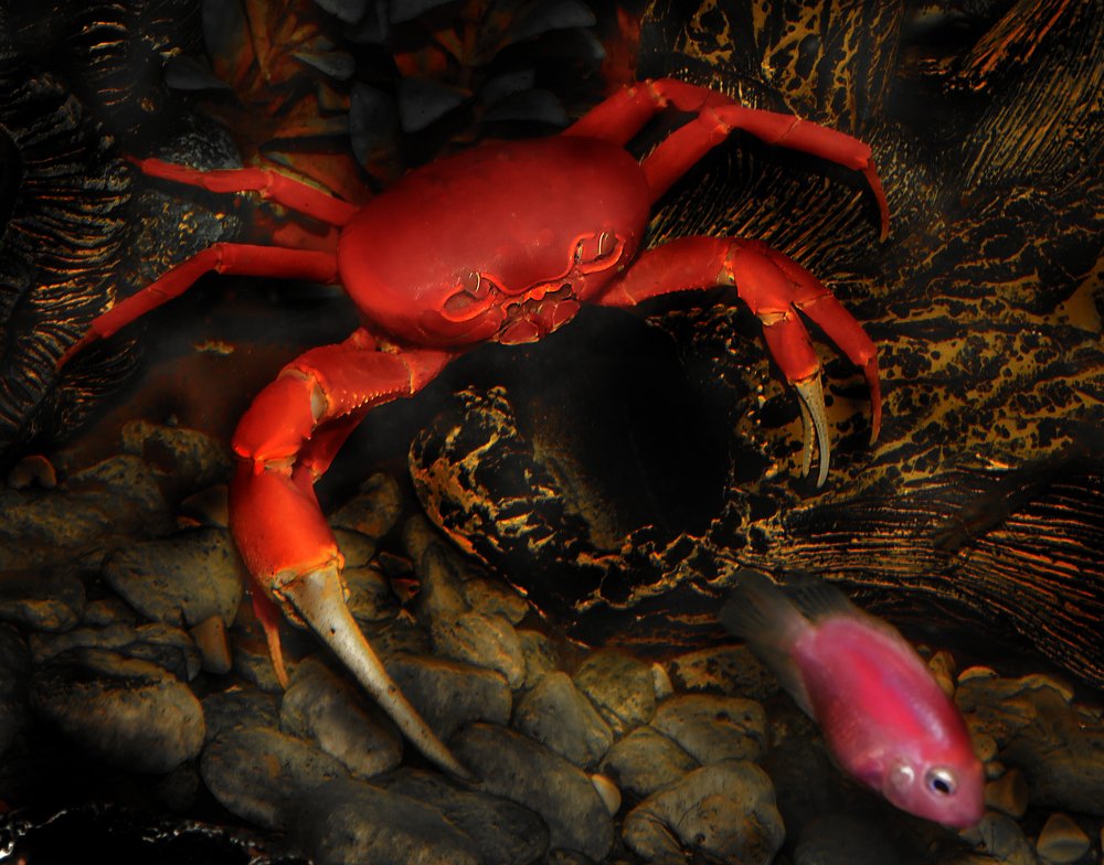 Фотография автора MINH GIẢNG PHẠM