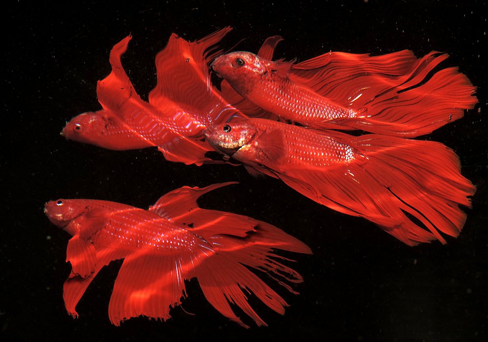 Фотография автора MINH GIẢNG PHẠM