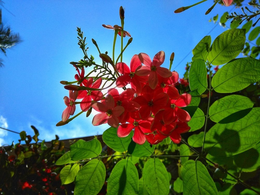 Photograph by Sk. Md. Yeasir Arafat Shohag