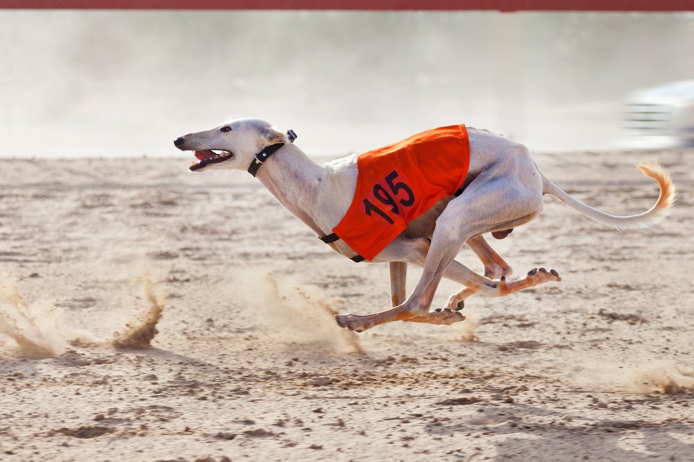 Photograph by Viktoryia Vinnikava