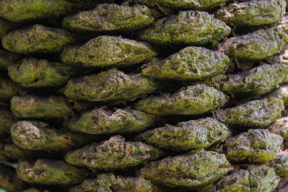 Photograph by Сергей Романченко