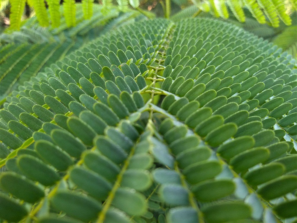 Array of leaf