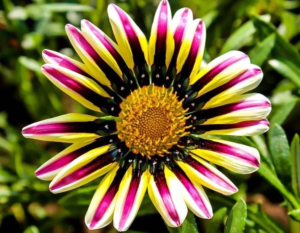 Photograph by Оксана Тонкошкурая