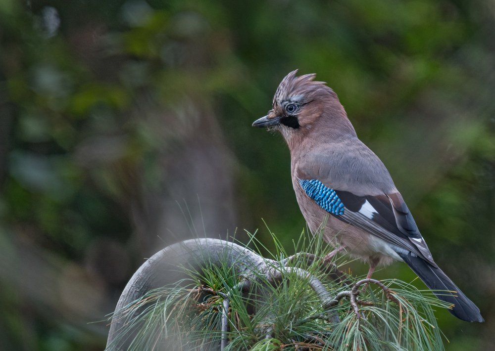 Photograph by Курлянцев Алексей