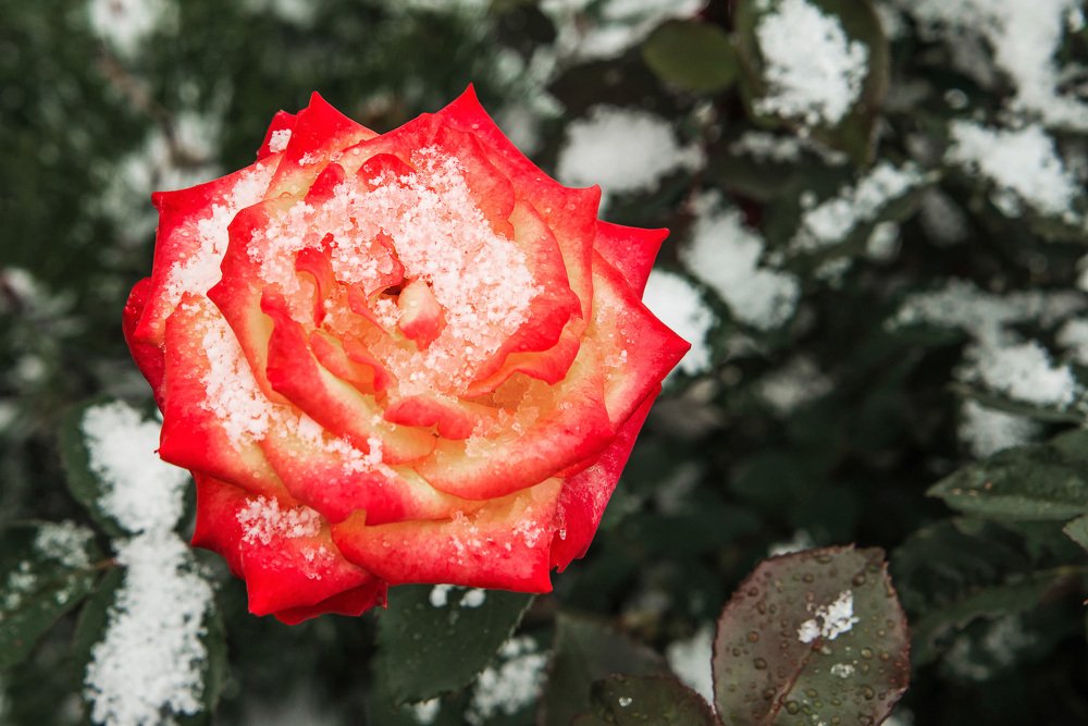 Снежные розы