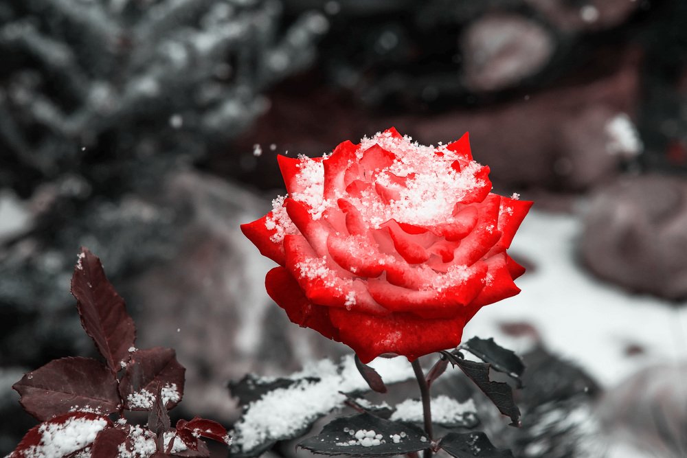 Снежные розы
