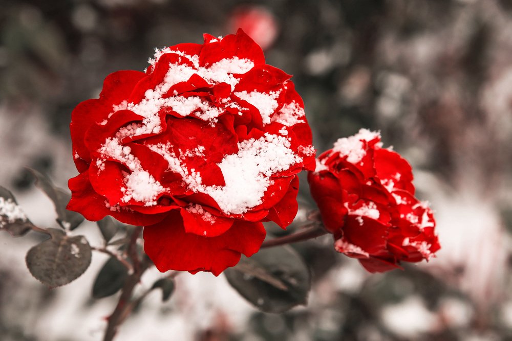 Снежные розы