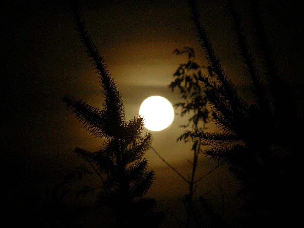 Photo #3850312