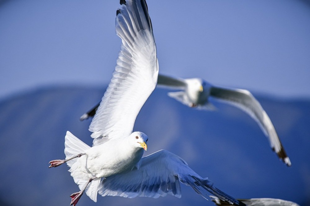 Photograph by Анна Белка