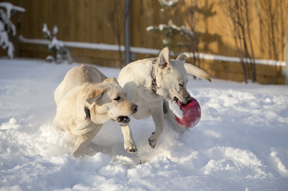Фотография автора Елена Баврина