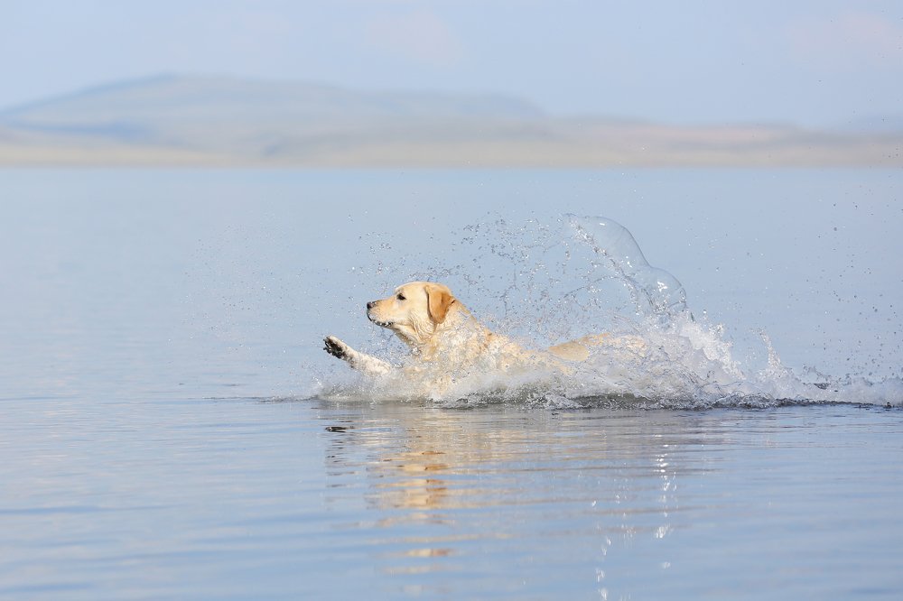 Фотография автора Елена Баврина