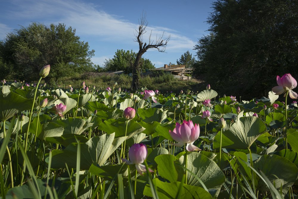 Лотосовое поле