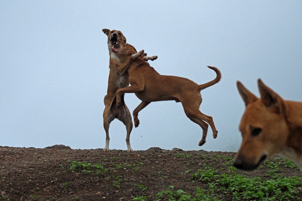 Фотография автора NARAYAN PATEL
