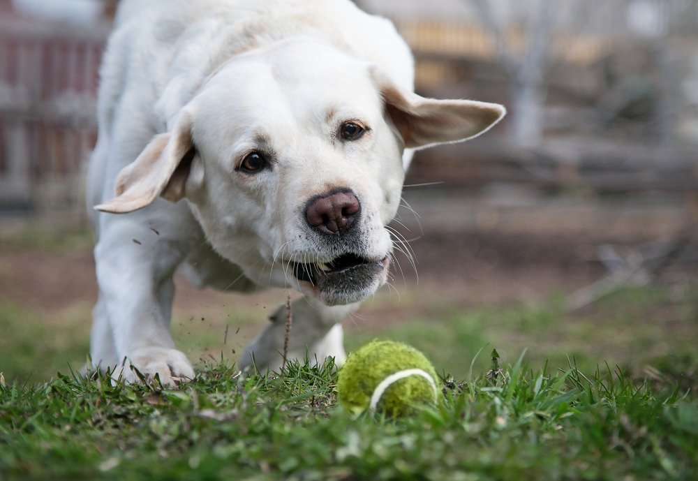 Фотография автора Елена Баврина