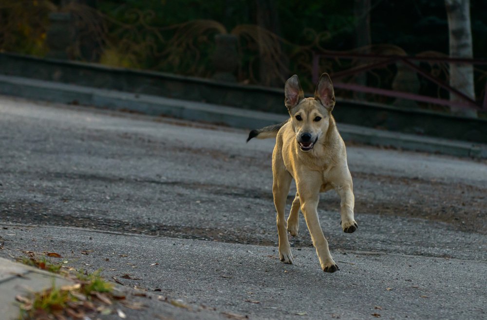 Встречаю с радостью !