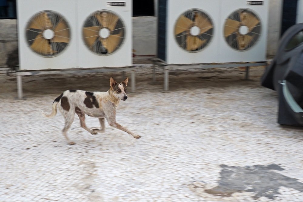 Фотография автора NARAYAN PATEL