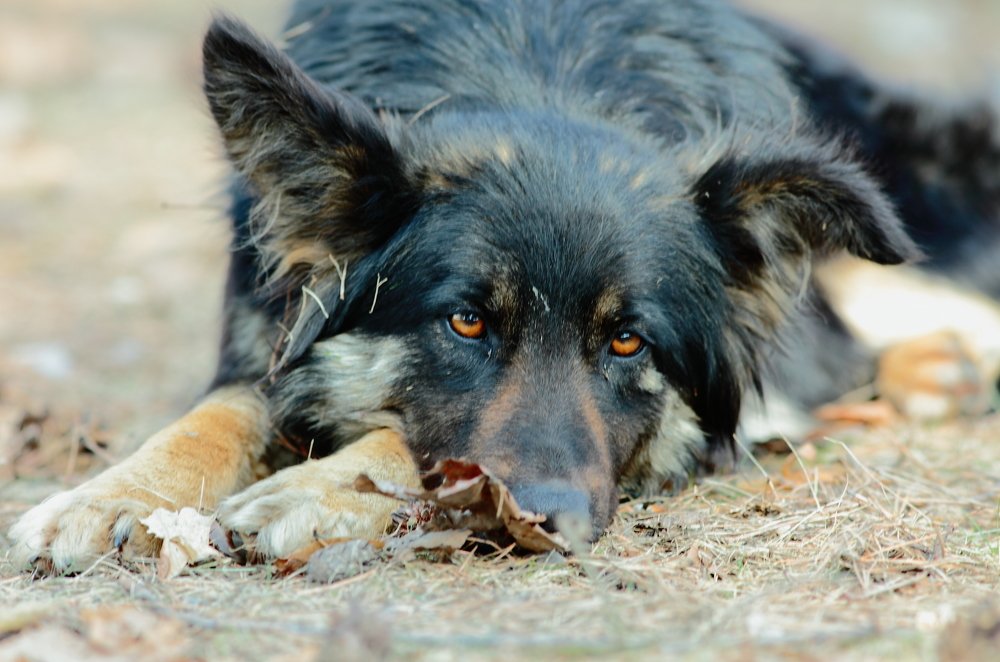 Photograph by Виктор Романов