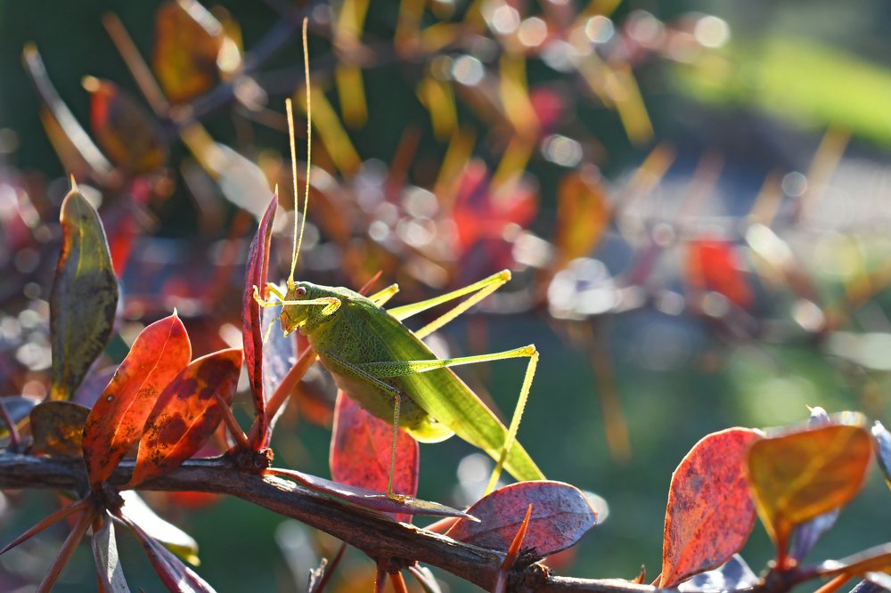 Photograph by Елена Ефимова